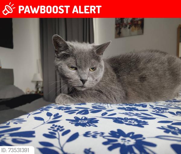 Lost Female Cat last seen Melbourne court Anerley road SE20 8AR, Greater London, England SE20 8AR