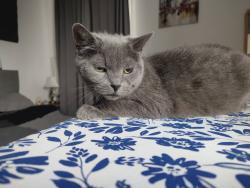Lost Female Cat last seen Melbourne court Anerley road SE20 8AR, Greater London, England SE20 8AR