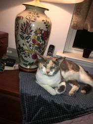Lost Female Cat last seen Yardly apmt homes, Mount Dora, FL 32757