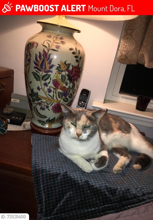 Lost Female Cat last seen Yardly apmt homes, Mount Dora, FL 32757