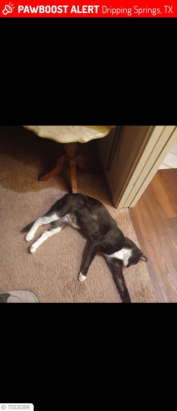 Lost Male Cat last seen Goodnight Trail and RR 12, Dripping Springs, TX 78620
