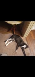 Lost Male Cat last seen Goodnight Trail and RR 12, Dripping Springs, TX 78620