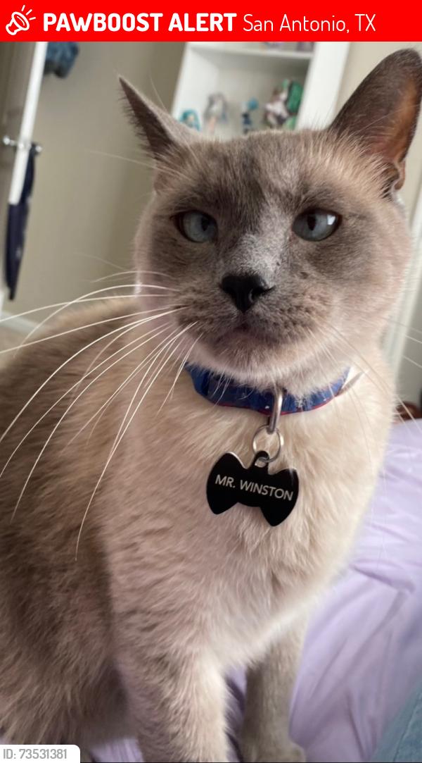 Lost Male Cat last seen Cross Branch and Creston Loop Intersection, San Antonio Texas 78233, San Antonio, TX 78233