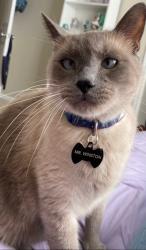 Lost Male Cat last seen Cross Branch and Creston Loop Intersection, San Antonio Texas 78233, San Antonio, TX 78233