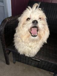 Reunited Male Dog last seen Around 24 goff street, Waterbury, CT 06704