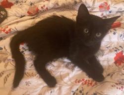 Shelter Stray Female Cat last seen HUNTERSVILLE, 8315 Byrum Dr, Charlotte, NC 28217, USA