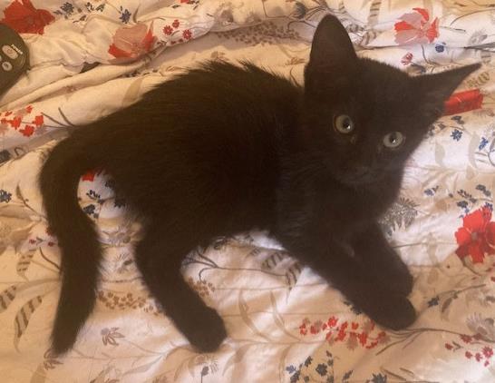 Shelter Stray Female Cat last seen HUNTERSVILLE, 8315 Byrum Dr, Charlotte, NC 28217, USA