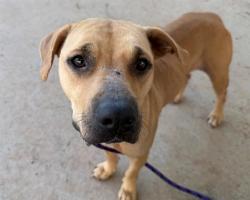 Shelter Stray Female Dog last seen CHARLOTTE, 8315 Byrum Dr, Charlotte, NC 28217, USA