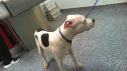 Shelter Stray Male Dog last seen CHARLOTTE, 8315 Byrum Dr, Charlotte, NC 28217, USA