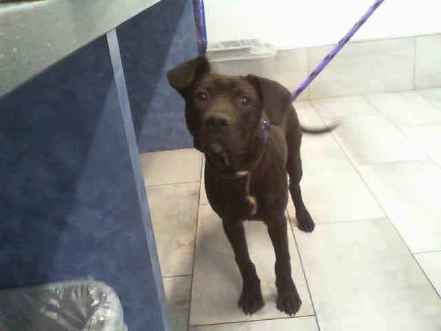Shelter Stray Male Dog last seen CHARLOTTE, 8315 Byrum Dr, Charlotte, NC 28217, USA