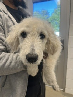 Shelter Stray Female Dog last seen GRAHAM, 221 Stone Quarry Rd, Burlington, NC 27217, USA