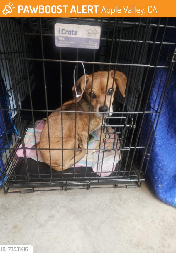 Found/Stray Male Dog last seen Ottawa, Apple Valley, CA 92395
