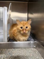 Shelter Stray Unknown Cat last seen OFALLON, 4850 Mid Rivers Mall Dr, St Peters, MO 63376, USA