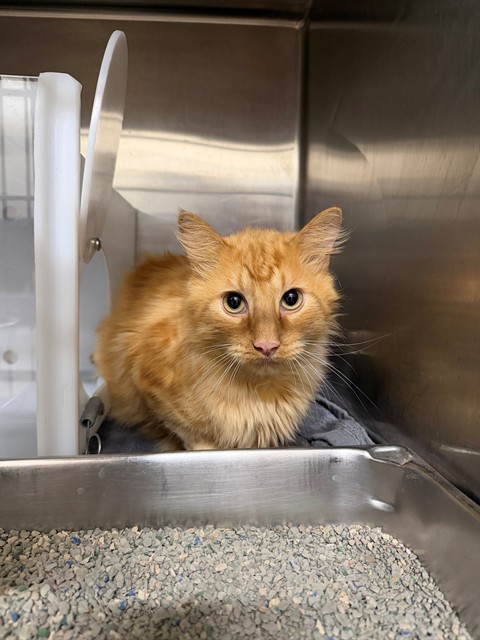Shelter Stray Unknown Cat last seen OFALLON, 4850 Mid Rivers Mall Dr, St Peters, MO 63376, USA