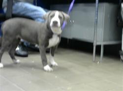 Shelter Stray Female Dog last seen PALOMAS DR, 8920 Lomas Blvd NE, Albuquerque, NM 87112, USA