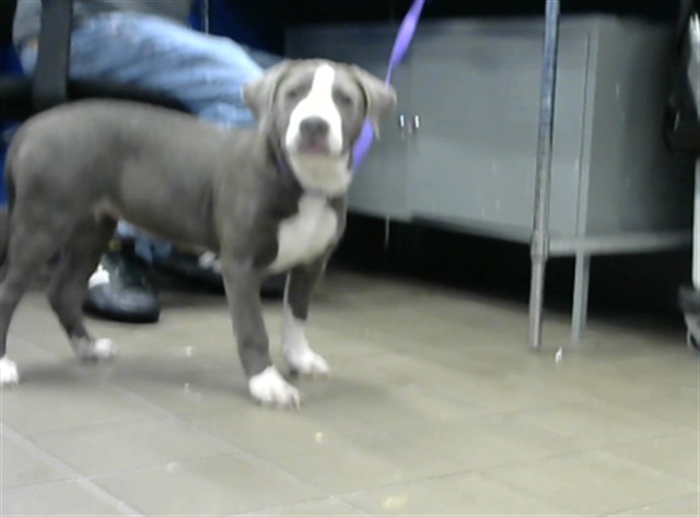 Shelter Stray Female Dog last seen PALOMAS DR, 8920 Lomas Blvd NE, Albuquerque, NM 87112, USA