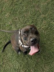 Shelter Stray Female Dog last seen Near BLOCK SW 147 LN, 3599 NW 79th Ave, Doral, FL 33122, USA