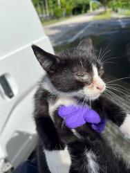 Shelter Stray Male Cat last seen Near BLOCK NE 129TH ST, 3599 NW 79th Ave, Doral, FL 33122, USA