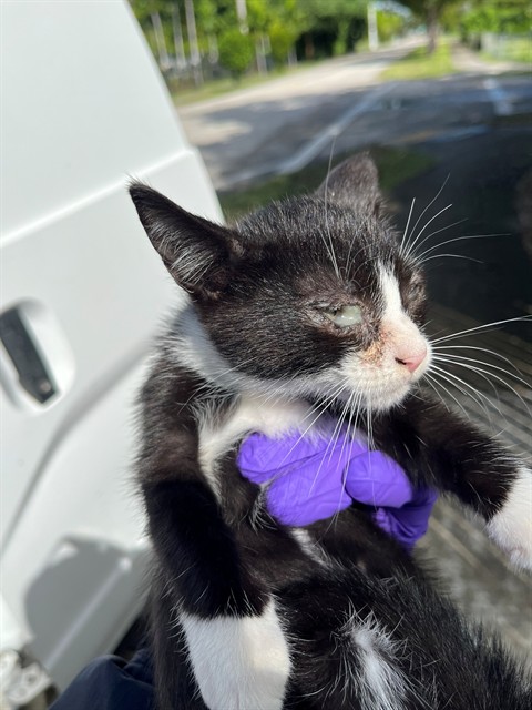 Shelter Stray Male Cat last seen Near BLOCK NE 129TH ST, 3599 NW 79th Ave, Doral, FL 33122, USA