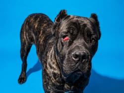 Shelter Stray Male Dog last seen Near BLOCK CHESTNUT OAKS, 2020 Forest St, Jacksonville, FL 32204, USA