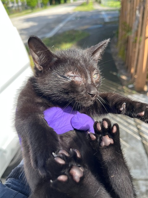 Shelter Stray Male Cat last seen Near BLOCK NE 129TH ST, 3599 NW 79th Ave, Doral, FL 33122, USA