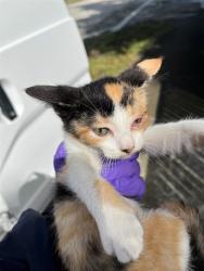 Shelter Stray Female Cat last seen Near BLOCK NE 129TH ST, 3599 NW 79th Ave, Doral, FL 33122, USA