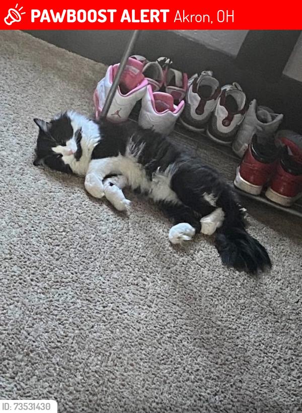 Lost Male Cat last seen 12th st sw, Akron, OH 44314