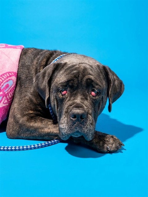 Shelter Stray Female Dog last seen Near BLOCK REIMAN, 2020 Forest St, Jacksonville, FL 32204, USA