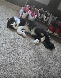 Lost Male Cat last seen 12th st sw, Akron, OH 44314