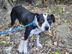 Shelter Stray Female Dog last seen Near BLOCK BESSEMORE ST, DETROIT, MI 48213, 1431 E Ferry St, Detroit, MI 48211, USA