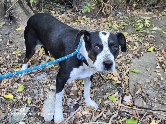 Shelter Stray Female Dog last seen Near BLOCK BESSEMORE ST, DETROIT, MI 48213, 1431 E Ferry St, Detroit, MI 48211, USA
