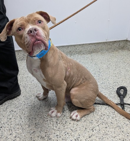Shelter Stray Male Dog last seen Near BLOCK W FOREST AVE, DETROIT MI 48208, 1431 E Ferry St, Detroit, MI 48211, USA