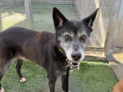 Shelter Stray Male Dog last seen , West Valley Animal Shelter, 20655 Plummer St, Chatsworth, CA 91311, USA