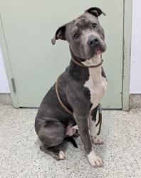 Shelter Stray Male Dog last seen Near BLOCK E 8 MILE RD, DETROIT MI 48205, 1431 E Ferry St, Detroit, MI 48211, USA