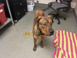 Shelter Stray Male Dog last seen , 2481 Palomar Airport Rd, Carlsbad, CA 92011, USA