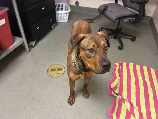 Shelter Stray Male Dog last seen , 2481 Palomar Airport Rd, Carlsbad, CA 92011, USA