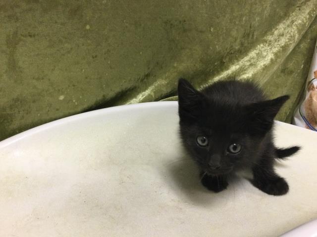 Shelter Stray Female Cat last seen BEACH ST & 60TH, RIVERSIDE, CA, 6851 Van Buren Boulevard, Jurupa Valley, CA 92509, USA