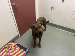 Shelter Stray Female Dog last seen , 2481 Palomar Airport Rd, Carlsbad, CA 92011, USA