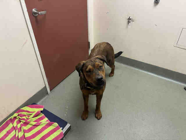Shelter Stray Female Dog last seen , 2481 Palomar Airport Rd, Carlsbad, CA 92011, USA
