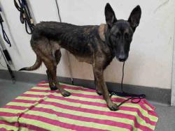 Shelter Stray Female Dog last seen I15 GOPHER CANYON, 2481 Palomar Airport Rd, Carlsbad, CA 92011, USA