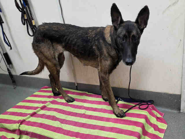 Shelter Stray Female Dog last seen I15 GOPHER CANYON, 2481 Palomar Airport Rd, Carlsbad, CA 92011, USA
