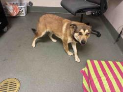 Shelter Stray Female Dog last seen , 2481 Palomar Airport Rd, Carlsbad, CA 92011, USA