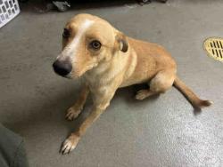 Shelter Stray Male Dog last seen , 2481 Palomar Airport Rd, Carlsbad, CA 92011, USA