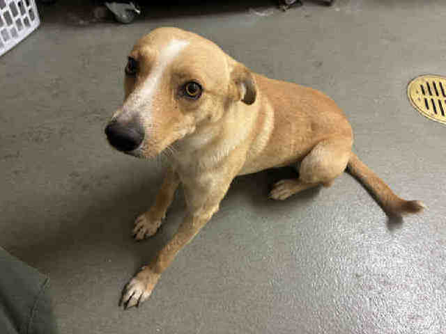Shelter Stray Male Dog last seen , 2481 Palomar Airport Rd, Carlsbad, CA 92011, USA