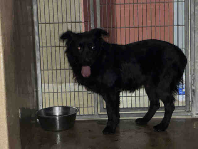 Shelter Stray Unknown Dog last seen RAINBOW CREST RD, 2481 Palomar Airport Rd, Carlsbad, CA 92011, USA