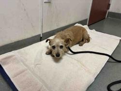 Shelter Stray Female Dog last seen RAINBOW CREST RD, 2481 Palomar Airport Rd, Carlsbad, CA 92011, USA