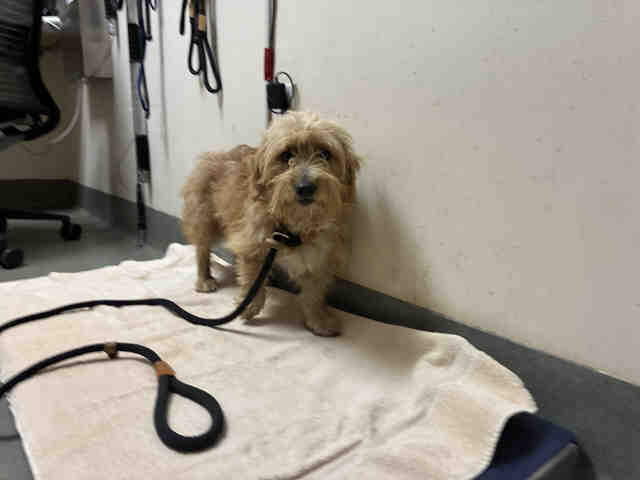 Shelter Stray Male Dog last seen RAINBOW CREST RD, 2481 Palomar Airport Rd, Carlsbad, CA 92011, USA