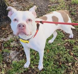 Shelter Stray Female Dog last seen Near BLOCK SW 42ND STREET, FORT LAUDERDALE, FLORIDA, 2400 SW 42nd St, Fort Lauderdale, FL 33312, USA