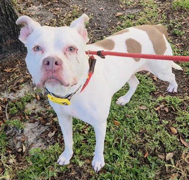 Shelter Stray Female Dog last seen Near BLOCK SW 42ND STREET, FORT LAUDERDALE, FLORIDA, 2400 SW 42nd St, Fort Lauderdale, FL 33312, USA