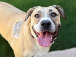 Shelter Stray Female Dog last seen , 5821 Sweetwater Rd, Bonita, CA 91902, USA